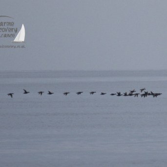 common scoters