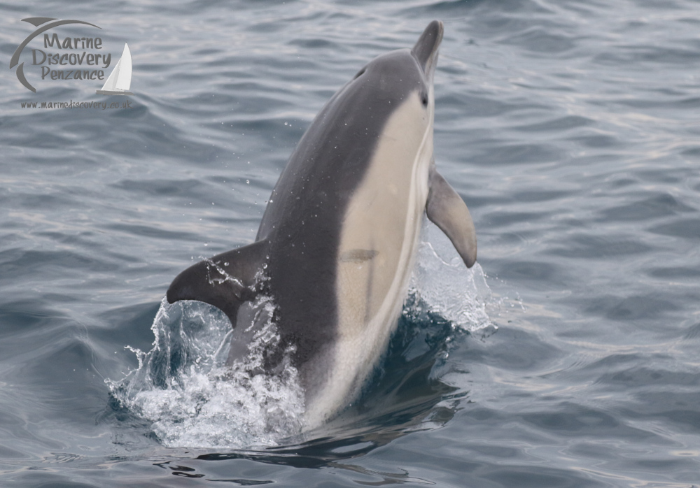 a dolphin jumping out of the water