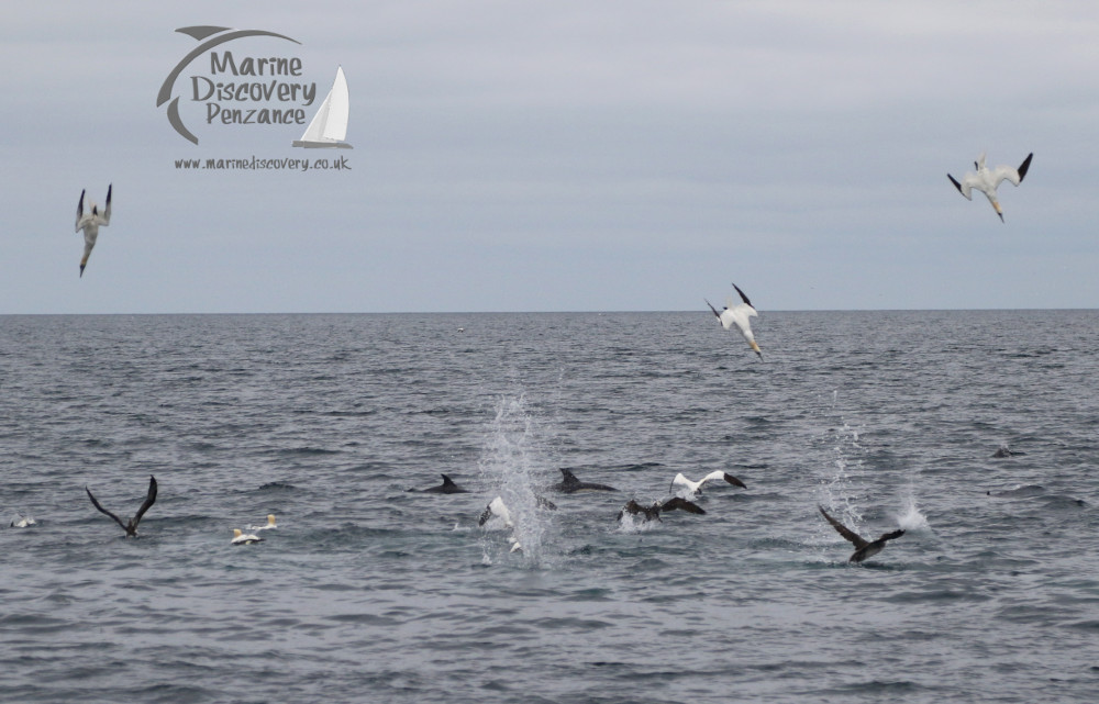 diving gannets and dolphins