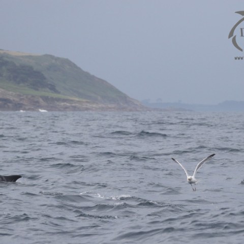dolphin and seabirds