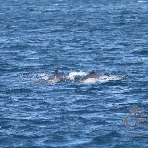 dolphin with damaged fin