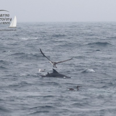 dolphins and gannet