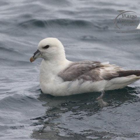 fulmar