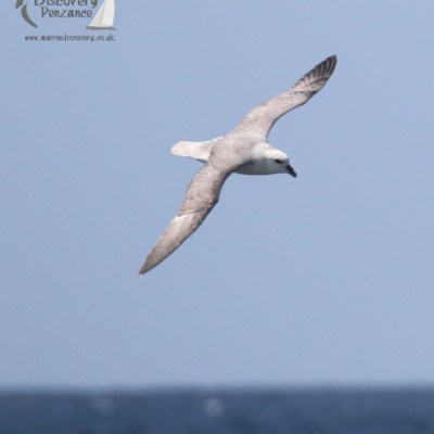 fulmar
