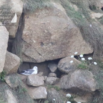 fulmars