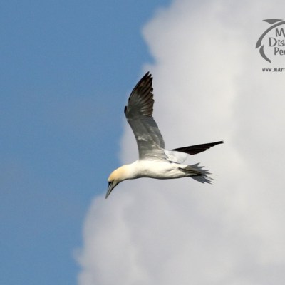 gannet