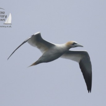 gannet