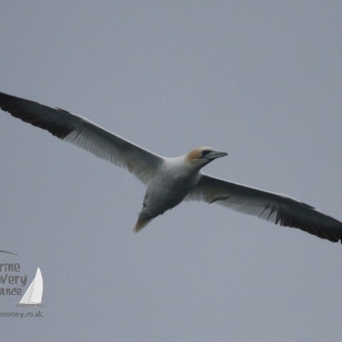 gannet
