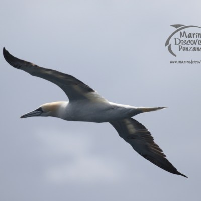 gannet