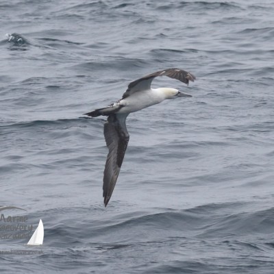 gannet