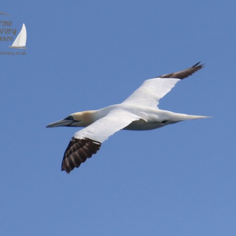 gannet