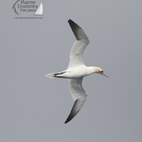 gannet