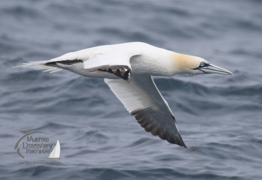 gannet