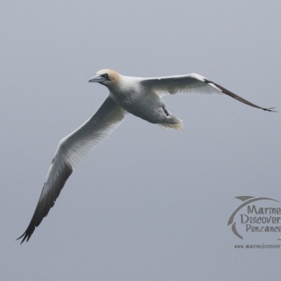 gannet