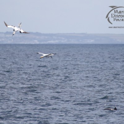gannets and porpoise