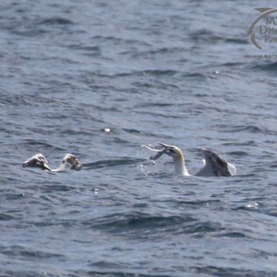 gannets swallowing fish