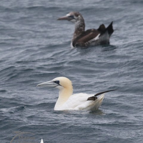 gannets with flu