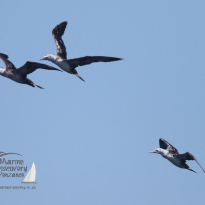 gannets