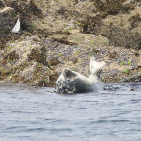 grey seal