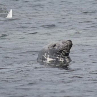 grey seal