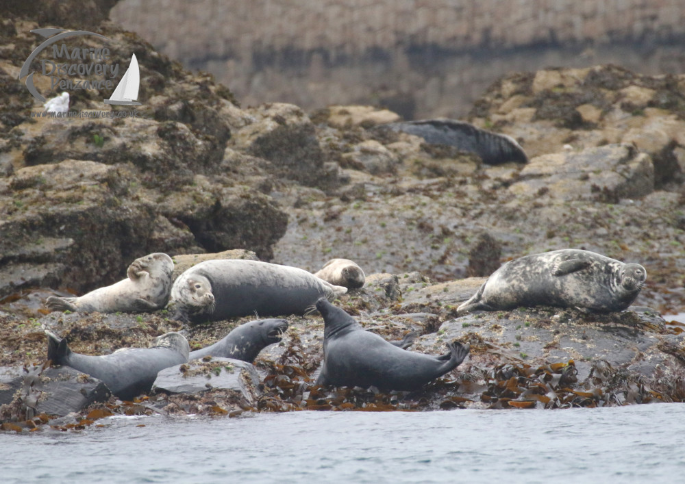 grey seals