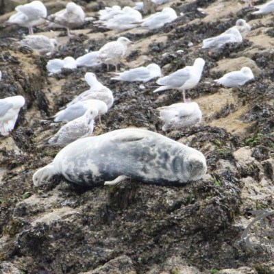 grey seal
