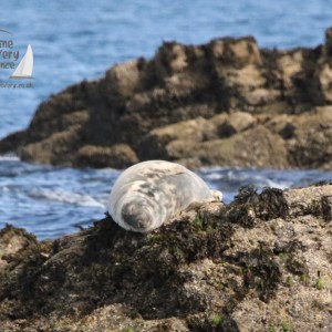 grey seal