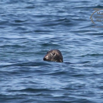 grey seal