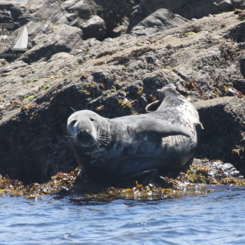 grey seal
