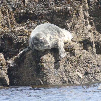 grey seal