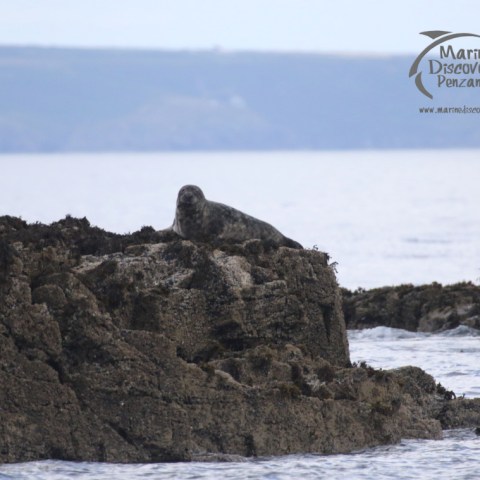 grey seal