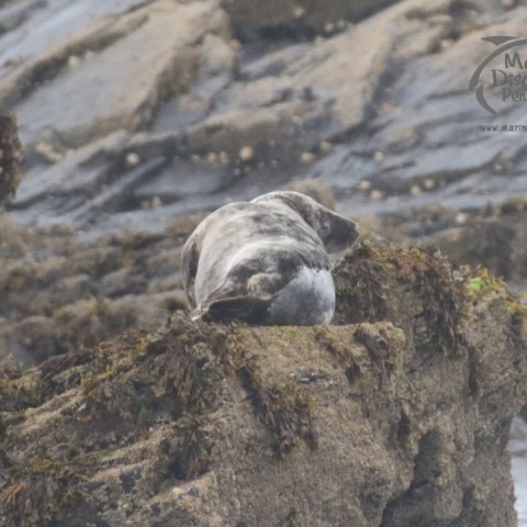 grey seal