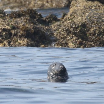 grey seal