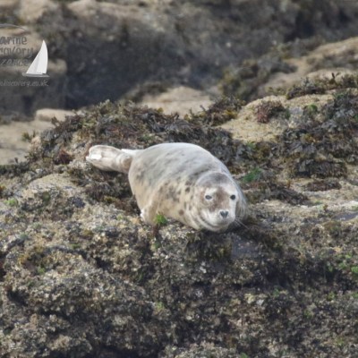 grey seal