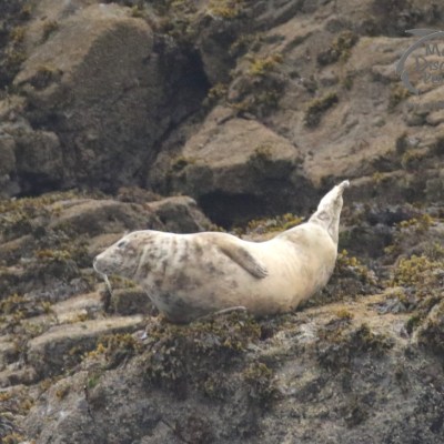 grey seal