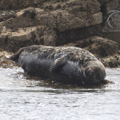 grey seal bull