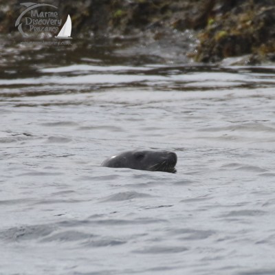 grey seal in water