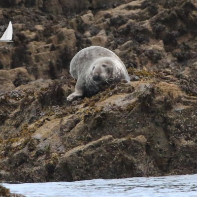 grey seal male