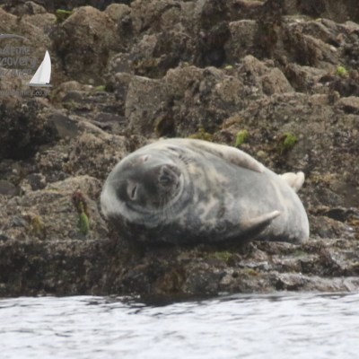 grey seal on rock