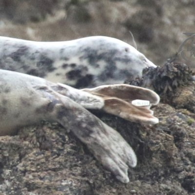 grey seal tag