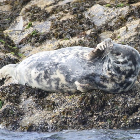 grey seal