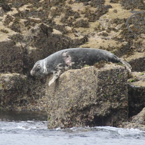 grey seal