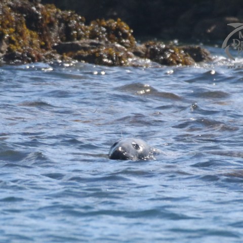 grey seal