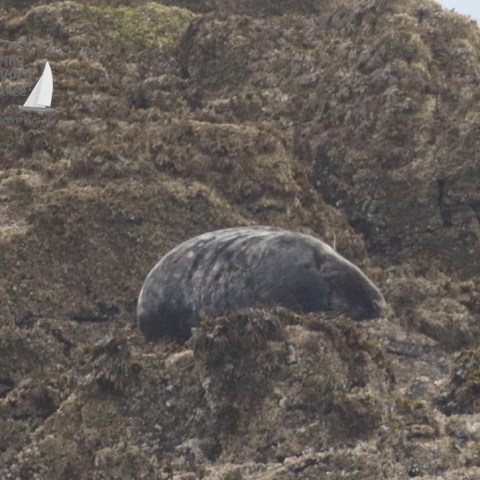 grey seal