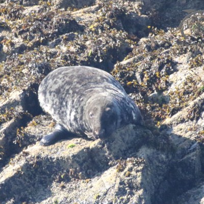 grey seal