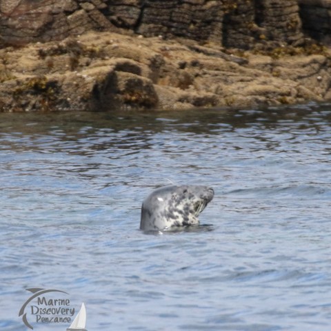 https://marinediscovery.co.uk/wp-content/uploads/sites/6533/2024/07/grey-seal.jpg