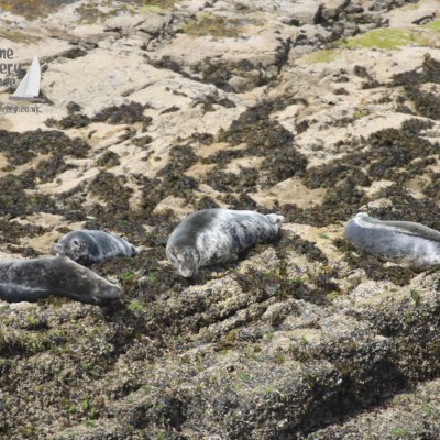 grey seals