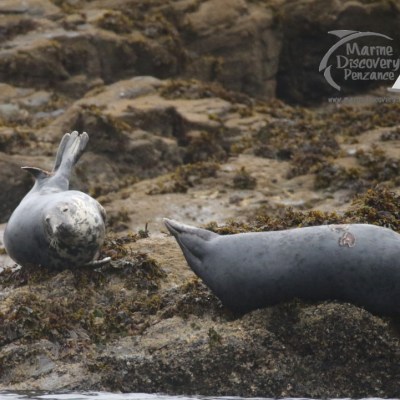 grey seals