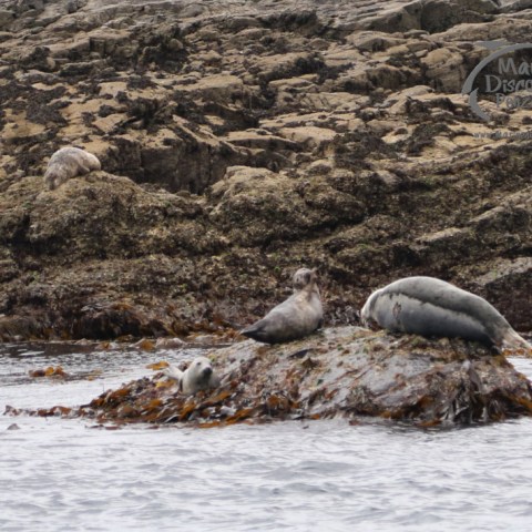 grey seals