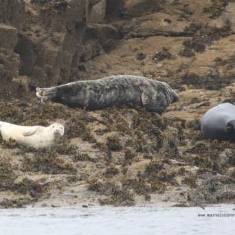 grey seals